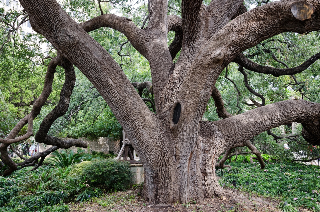 usa, america, tree, garden, san antonio, nature, away, alamo, mission station, mission, texas